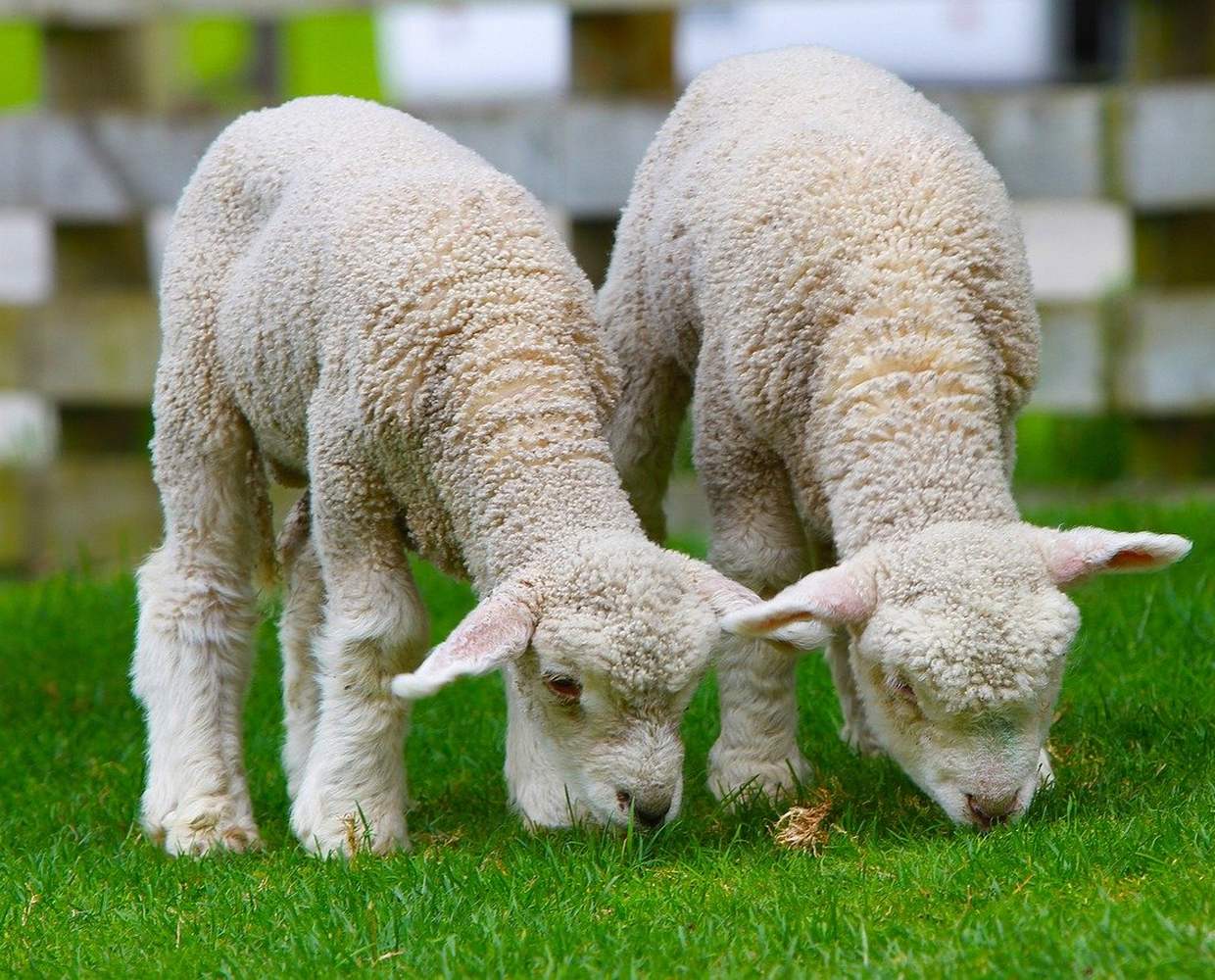 Les Éclaireurs du Voyage - Destination - Nouvelle Zélande - Itinéraire 1 - Image itinéraire - ferme by Holger Detje on Pixabay