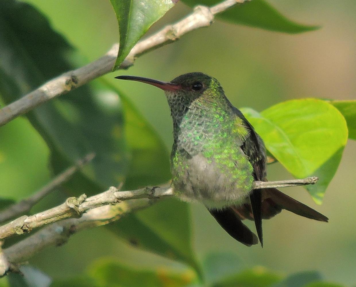 Les Éclaireurs du Voyage - Destination - Colombie - Itinéraire 4 - Image itinéraire - oiseaux by CESAR AUGUSTO RAMIREZ VALLEJO on Pixabay