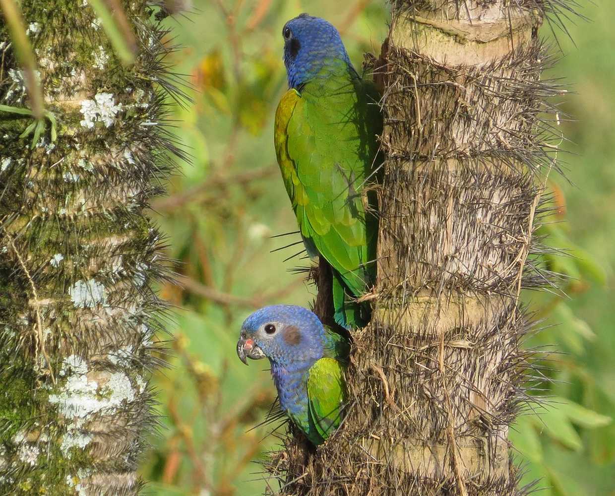 Les Éclaireurs du Voyage - Destination - Colombie - Itinéraire 3 - Image itinéraire - Leticia Amazonie by CESAR AUGUSTO RAMIREZ VALLEJO on Pixabay