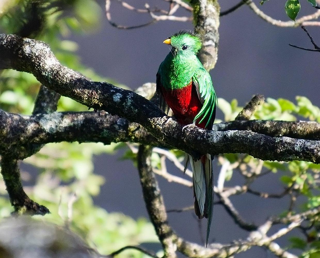 Les Éclaireurs du Voyage - Destination - Guatemala - Itinéraire 3 - Image itinéraire - quetzal by Domenic Hoffmann on Pixabay