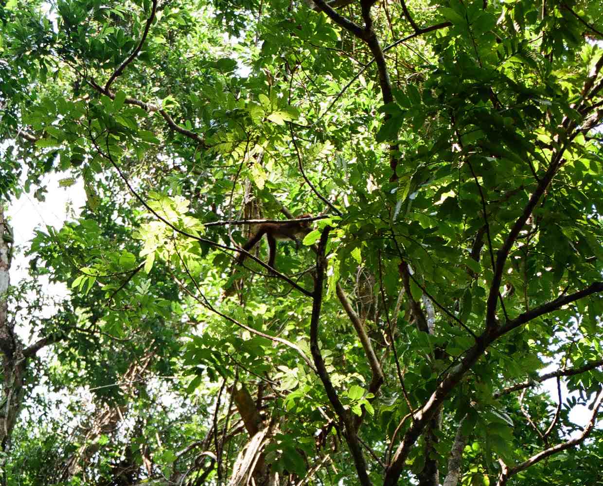 Les Éclaireurs du Voyage - Destination - Guatemala - Itinéraire 3 - Image itinéraire - Rio Dulce by Stéphanie Taupin