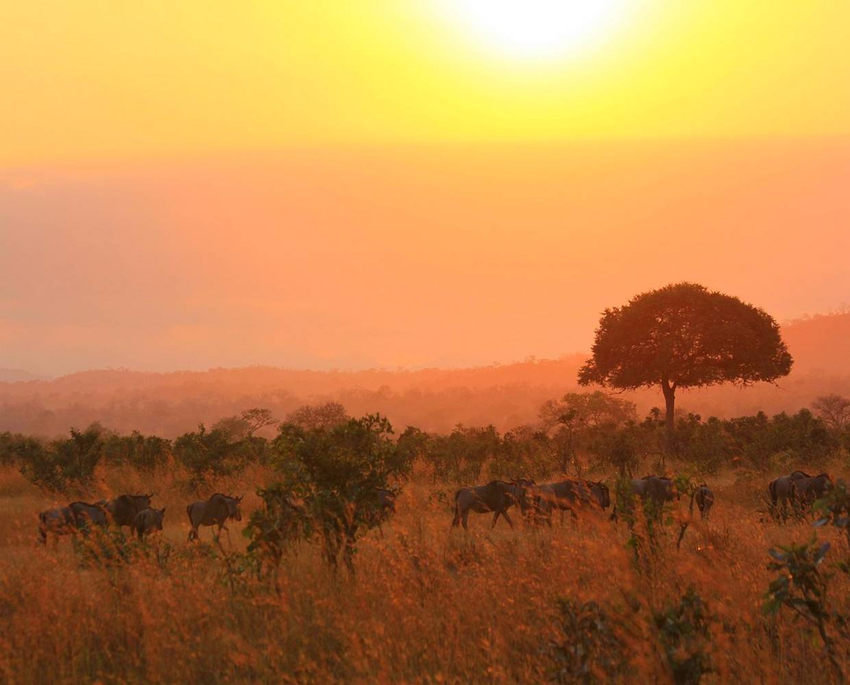 Les Éclaireurs du Voyage - Destination - Tanzanie - Itinéraire 1 - Image itinéraire - parc national Mikumi by compeaumichael on Pixabay