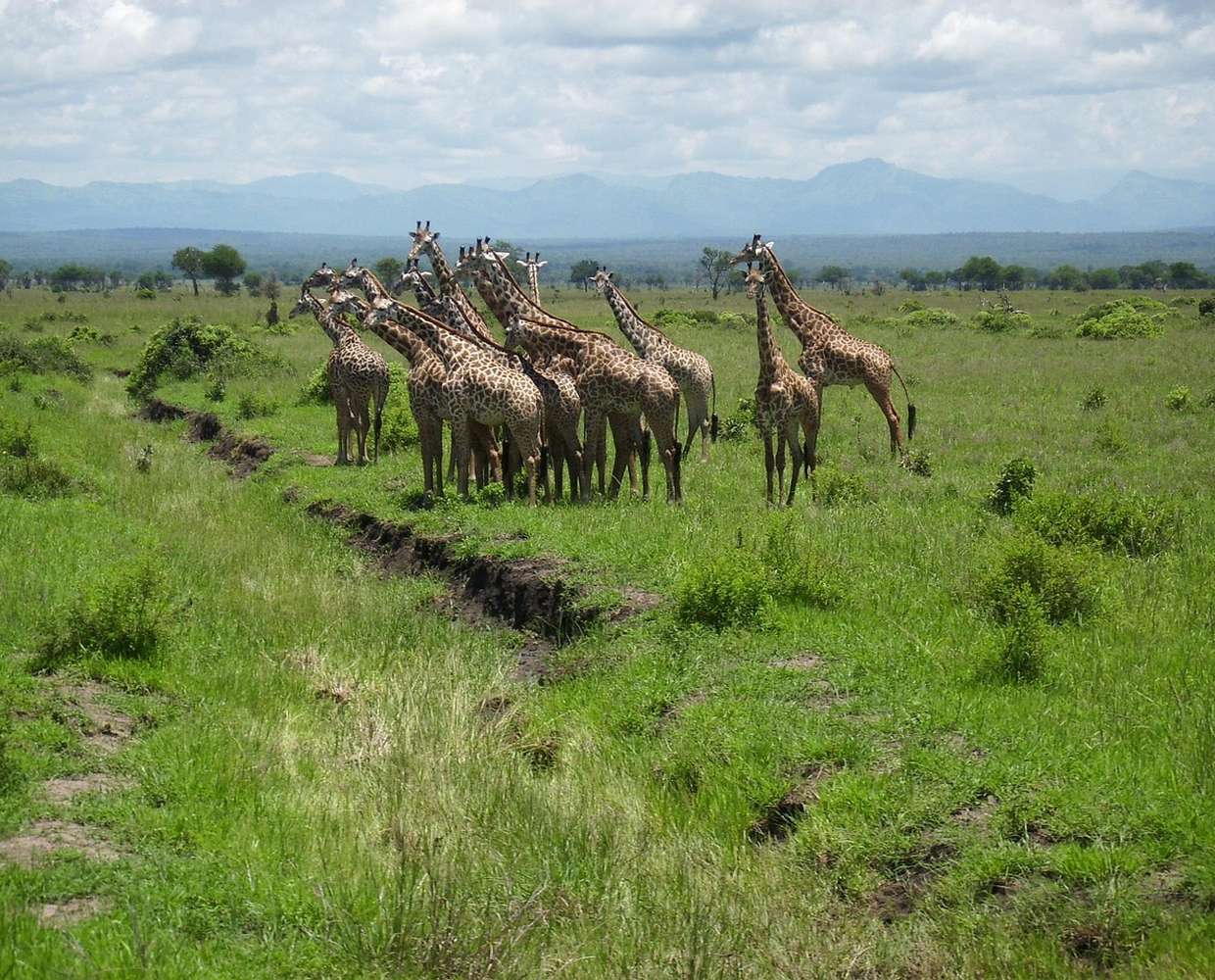 Les Éclaireurs du Voyage - Destination - Tanzanie - Itinéraire 1 - Image itinéraire - parc national Mikumi safari by Matthias Gebhardt on Pixabay