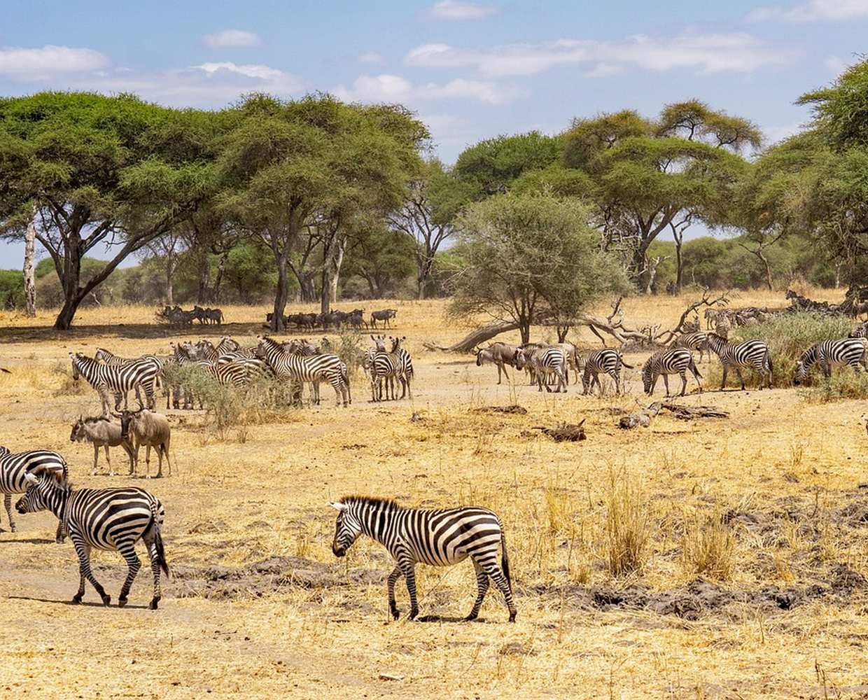 Les Éclaireurs du Voyage - Destination - Tanzanie - Itinéraire 1 - Image itinéraire - parc national Nyerere by Jürgen Bierlein on Pixabay