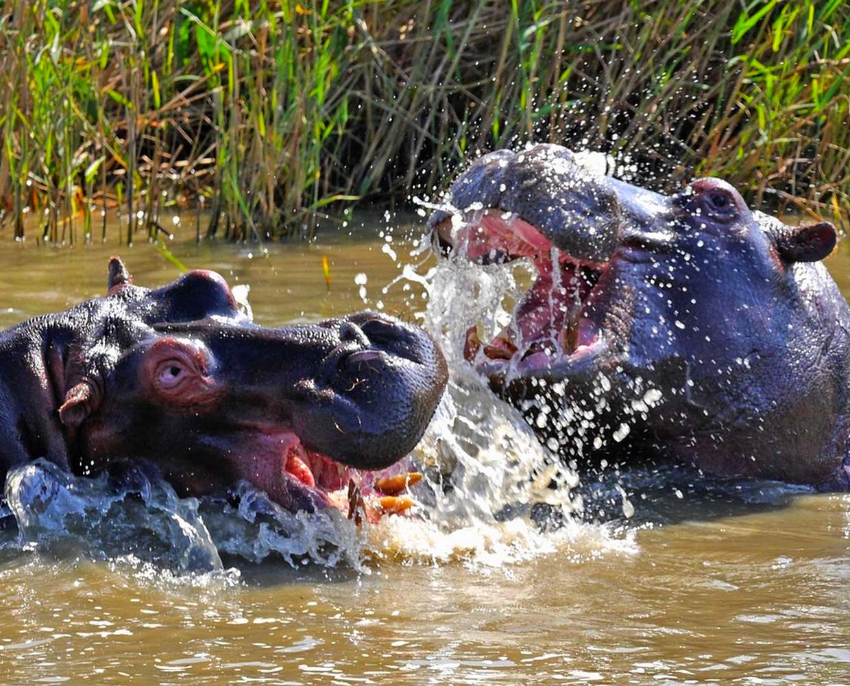 Les Éclaireurs du Voyage - Destination - Tanzanie - Itinéraire 1 - Image itinéraire - Tanzanie safari bateau by Herbert Bieser on Pixabay
