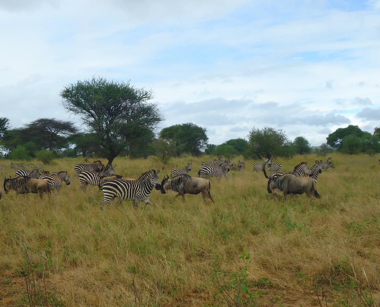 Les Éclaireurs du Voyage - Destination - Tanzanie - Itinéraire 2 - Image itinéraire - Tarangire safari by Stéphanie Taupin