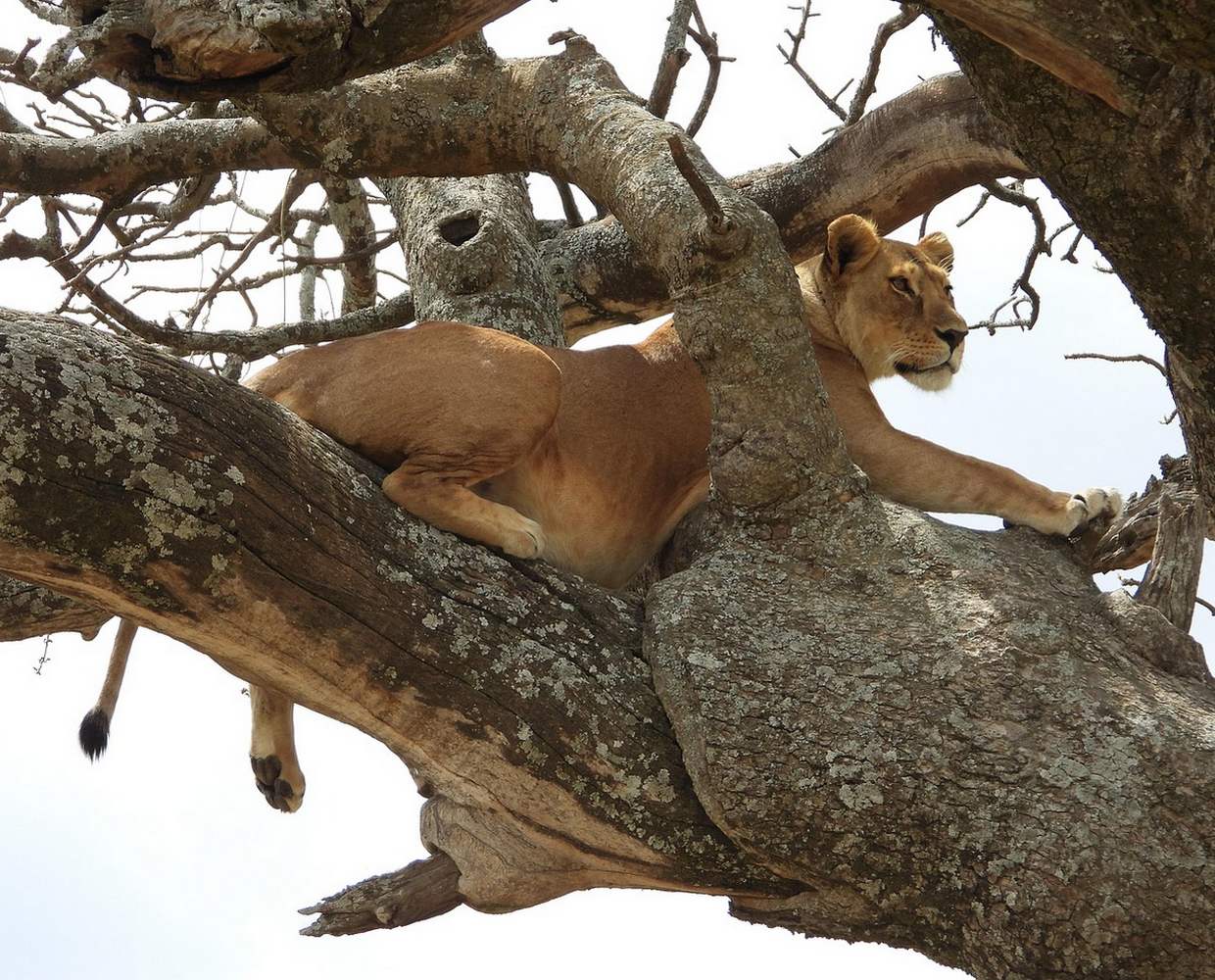 Les Éclaireurs du Voyage - Destination - Tanzanie - Itinéraire 3 - Image itinéraire - Ngorongoro by Marjolein van Zonneveld on Pixabay