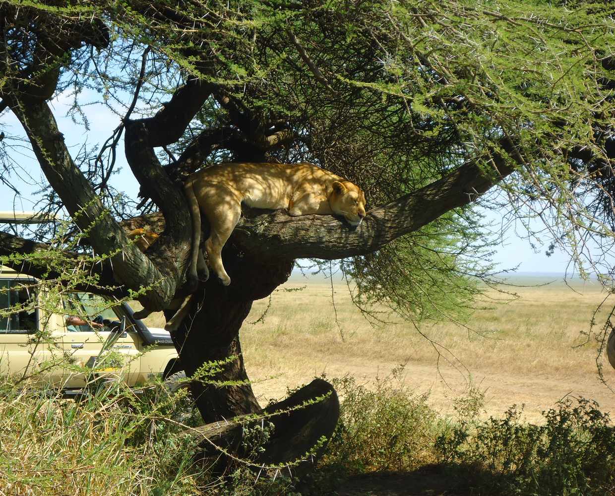 Les Éclaireurs du Voyage - Destination - Tanzanie - Itinéraire 2 - Image itinéraire - parc Serengeti by Stéphanie Taupin