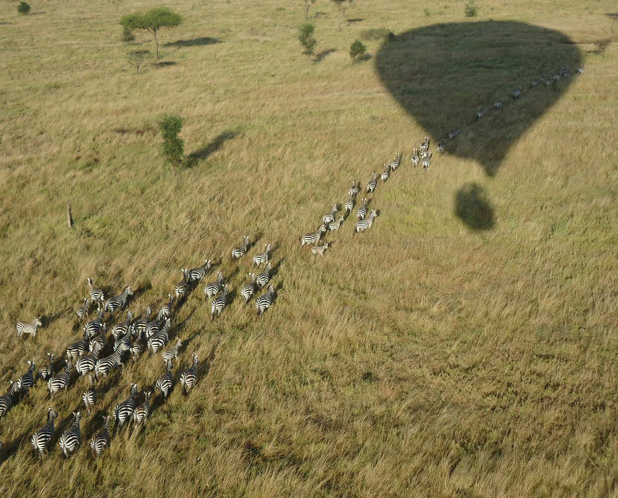 Les Éclaireurs du Voyage - Destination - Tanzanie - Itinéraire 2 - Image itinéraire - safari montgolfière by Stéphane Taupin