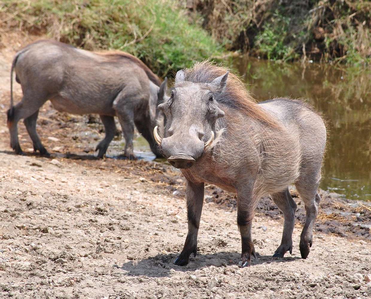 Les Éclaireurs du Voyage - Journal - Blog - Article18 - Tanzanie quel parc serengeti by Nici Keil on Pixabay