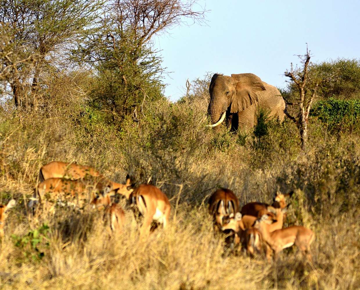 Les Éclaireurs du Voyage - Journal - Blog - Article18 - Tanzanie quel parc tarangire by e-smile on Pixabay