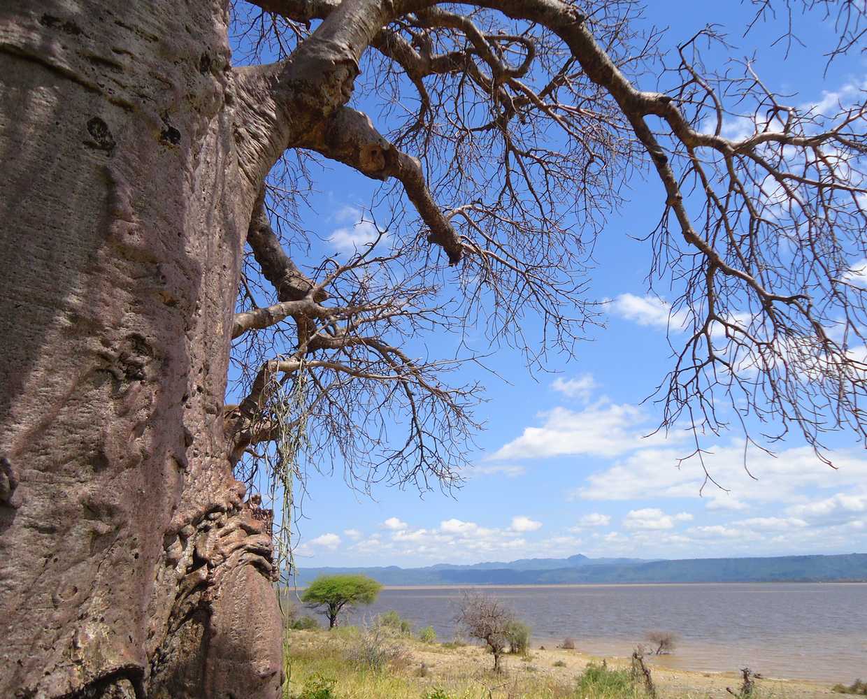 Les Éclaireurs du Voyage - Journal - Blog - Article18 - Tanzanie quel parc manyara by stéphanie taupin