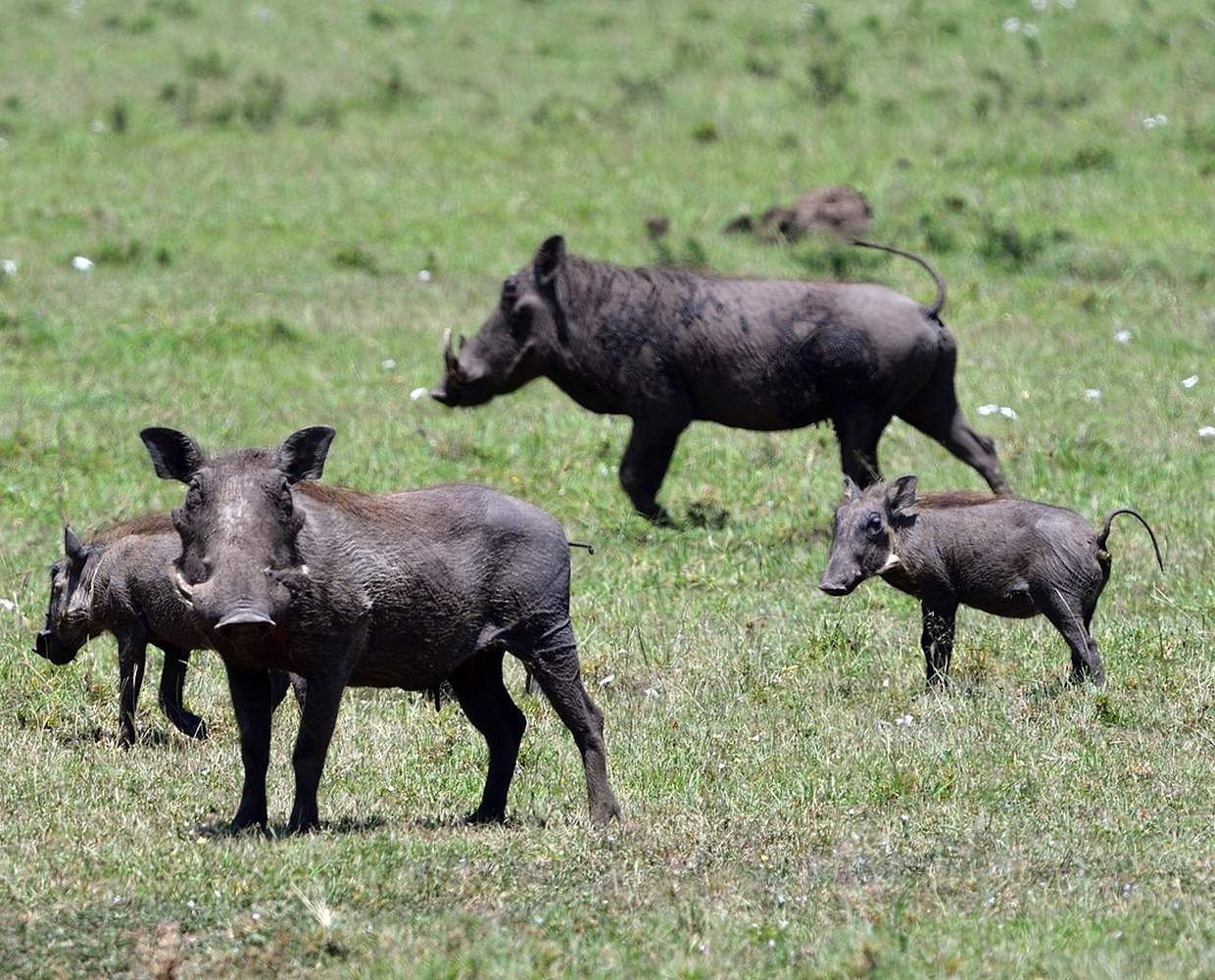 Les Éclaireurs du Voyage - Destination - Tanzanie - Itinéraire 3 - Image itinéraire - parc Tarangire by xiSerge on Pixabay