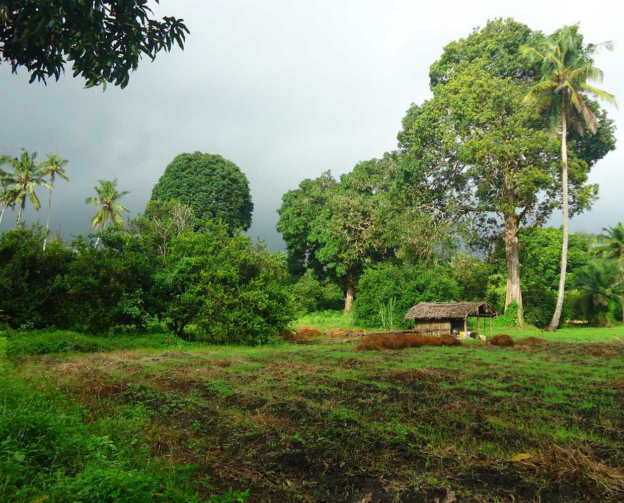 Les Éclaireurs du Voyage - Destination - Zanzibar - Itinéraire 2 - Image itinéraire - plantation by stéphanie taupin