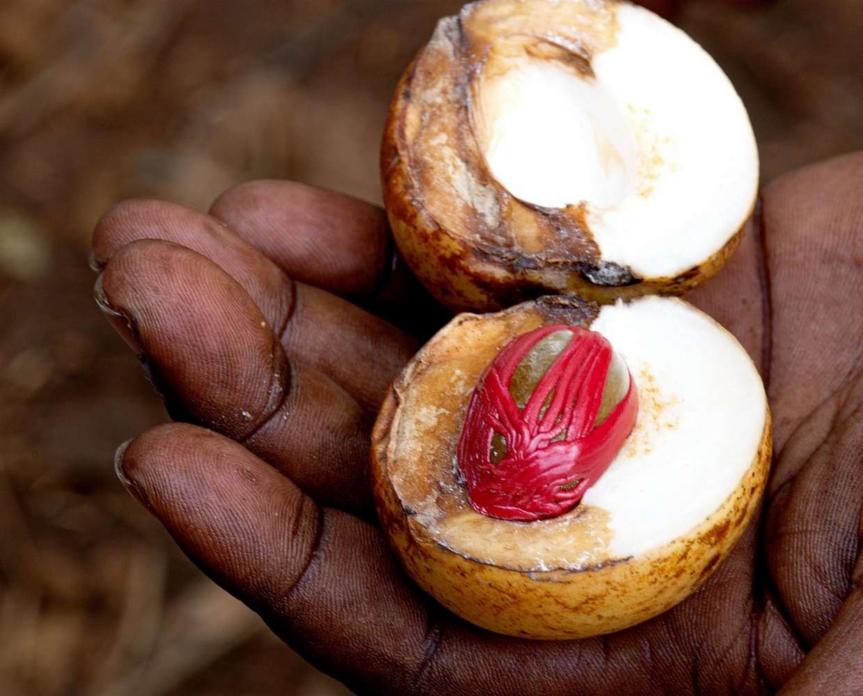 Les Éclaireurs du Voyage - Destination - Zanzibar - Itinéraire 1 - Image itinéraire - cours de cuisine by Agnieszka from Pixabay