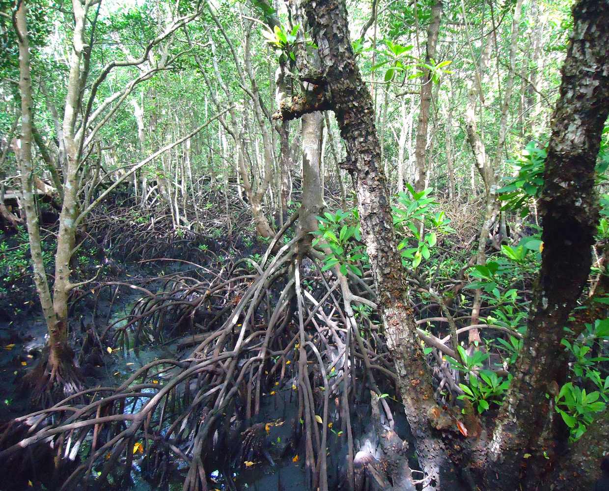Les Éclaireurs du Voyage - Destination - Zanzibar - Itinéraire 2 - Image itinéraire - parc national jozani by stéphanie taupin