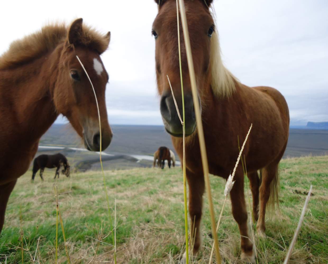 Les Éclaireurs du Voyage - Journal - Blog - Article20 - islande en famille animaux by stéphanie taupin