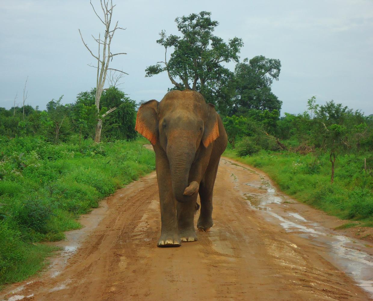 Les Éclaireurs du Voyage - Destination - Sri Lanka - Itinéraire 1 - Image itinéraire - parc Minneriya by Stéphanie Taupin