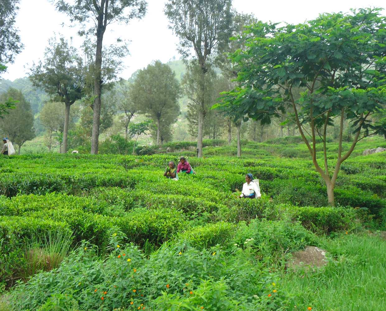 Les Éclaireurs du Voyage - Destination - Sri Lanka - Itinéraire 1 - Image itinéraire - plantation de thé by Stéphanie Taupin