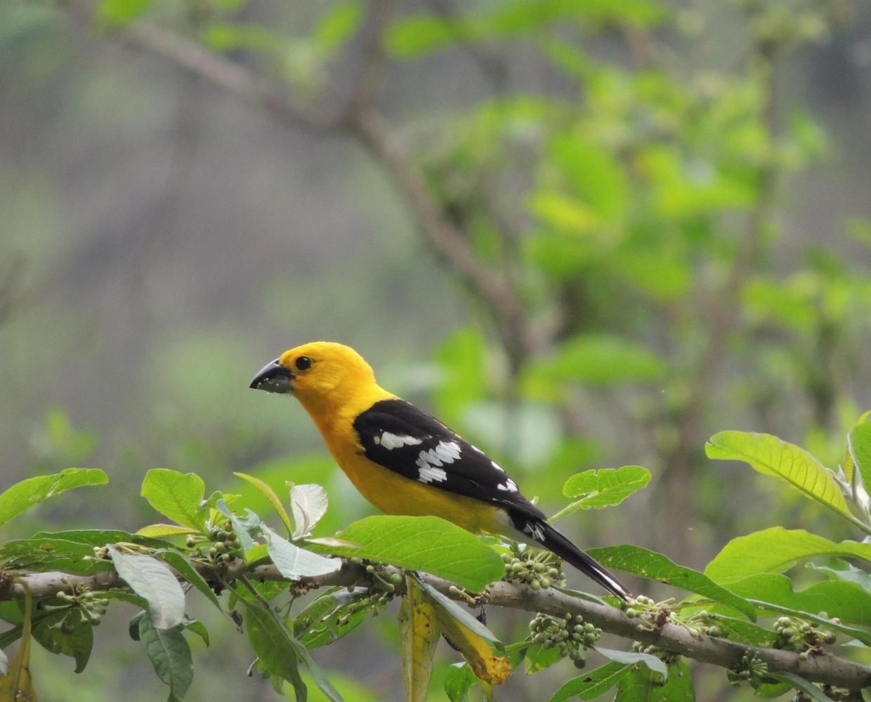 Les Éclaireurs du Voyage - Destination - Pérou - Itinéraire 4 - Image itinéraire - Chiclayo by lassaritas_1 on Pixabay