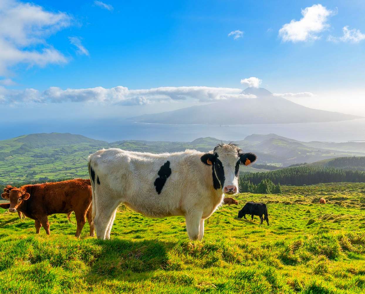 Bovins Pico - Thomas Zbinden de Pixabay