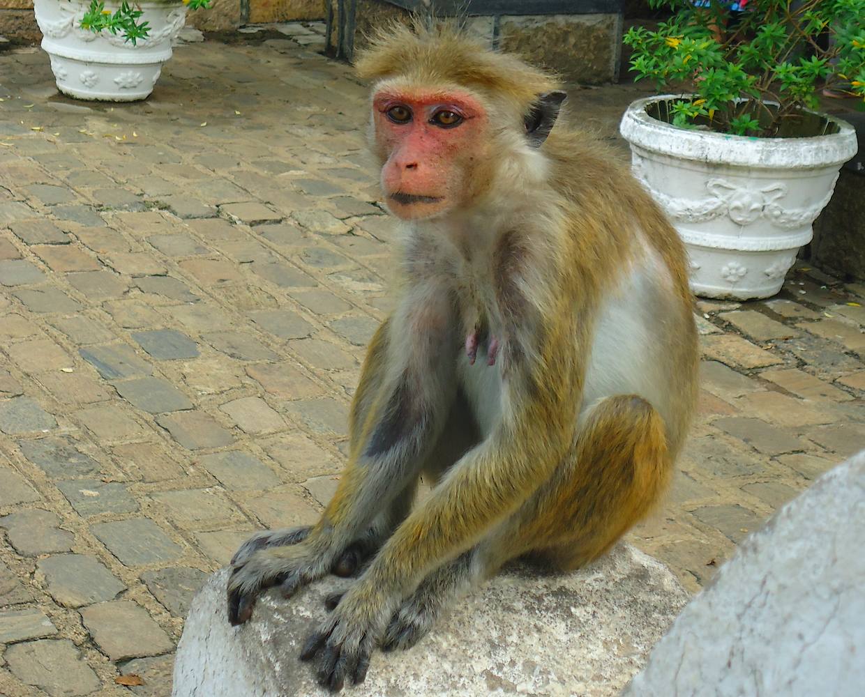 Les Éclaireurs du Voyage - Destination - Sri Lanka - Itinéraire 4 - Image itinéraire - Temple de la Dent Sacrée singe by Stephanie Taupin
