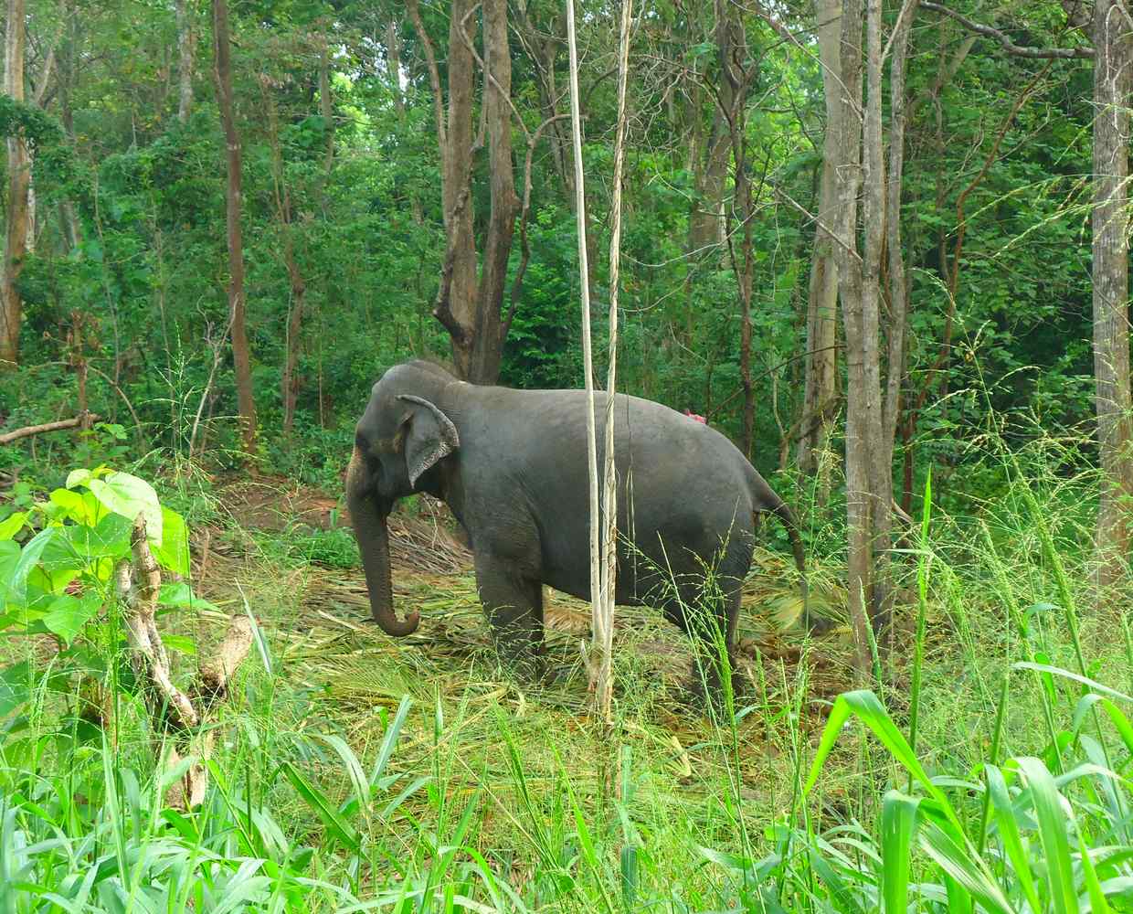 Les Éclaireurs du Voyage - Destination - Sri Lanka - Itinéraire 4 - Image itinéraire - parc Maduru Oya by Stéphanie Taupin