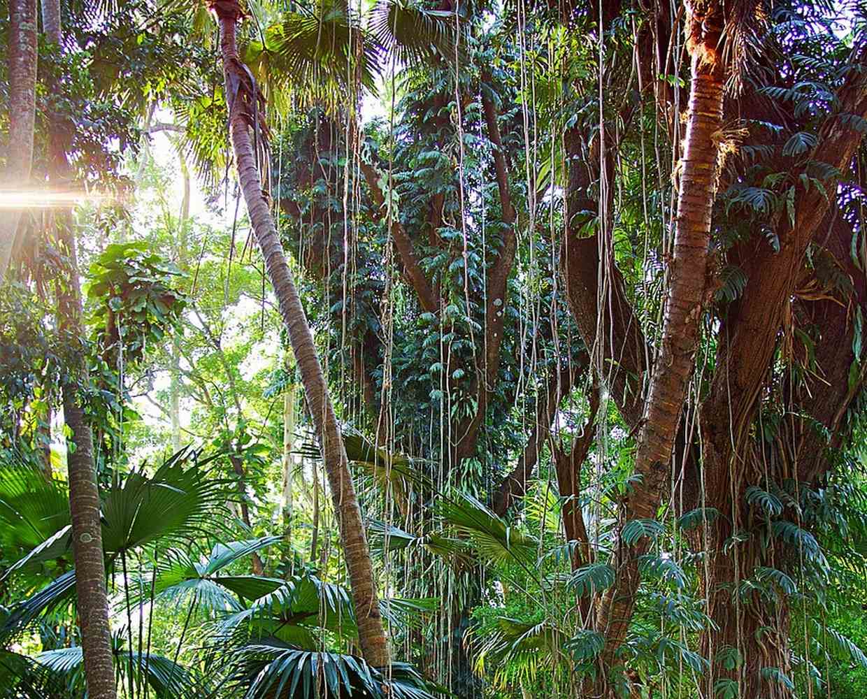 Les Éclaireurs du Voyage - Journal - Blog - Article 25 - Thaïlande - parc national Doi Suthep Pui by Julian Hacker on Pixabay