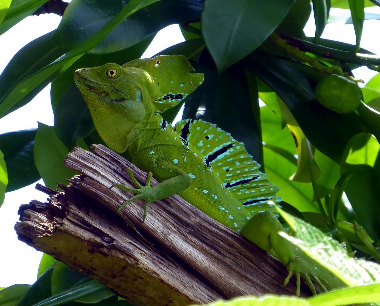 Les Éclaireurs du Voyage - Destination - Costa Rica - Itinéraire 4 - Image itinéraire - Tortuguero by Anthony on Pixabay