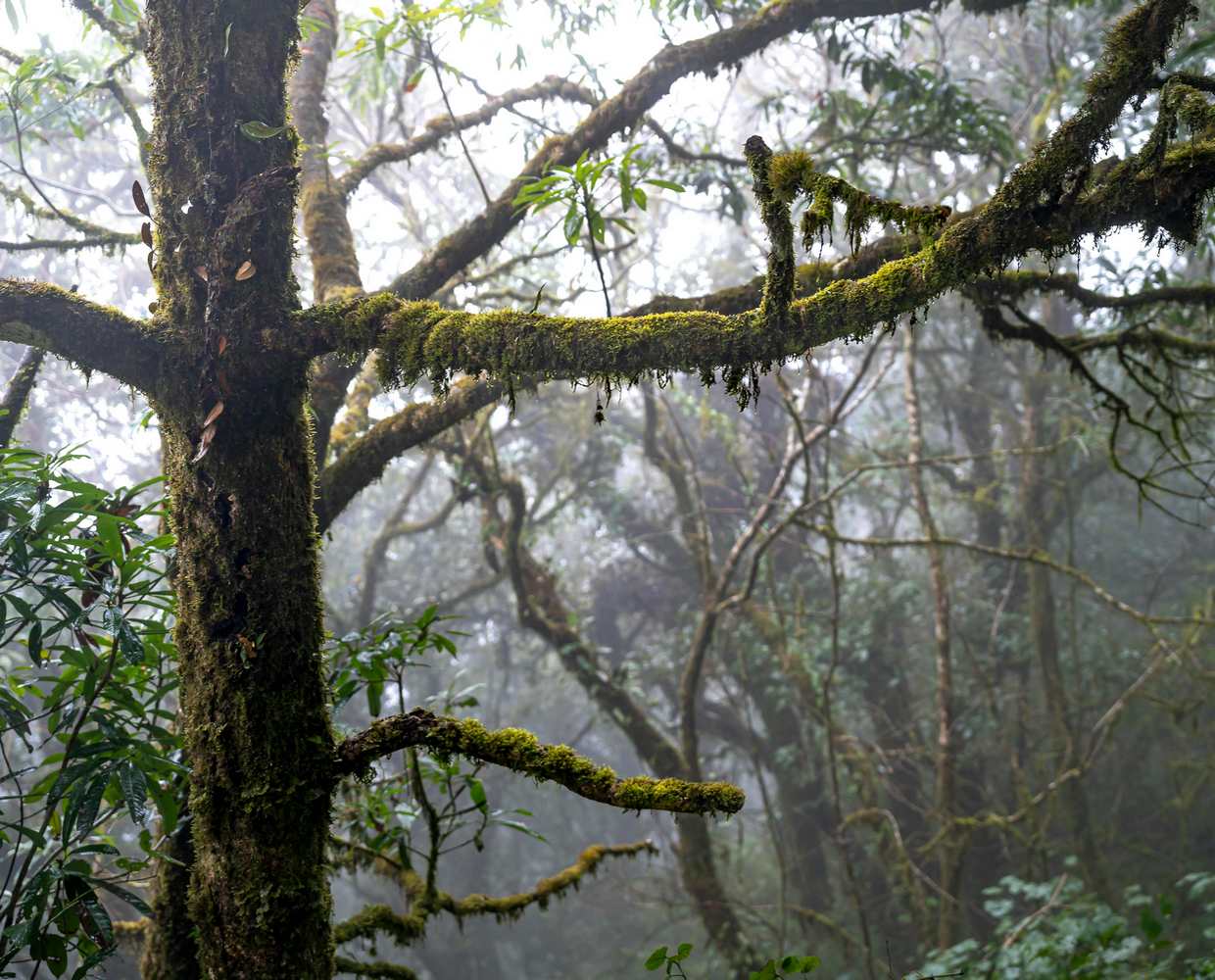 Les Éclaireurs du Voyage - Destination - Costa Rica - Itinéraire 4 - Image itinéraire - Monteverde by quang nguyen vinh on Pexels