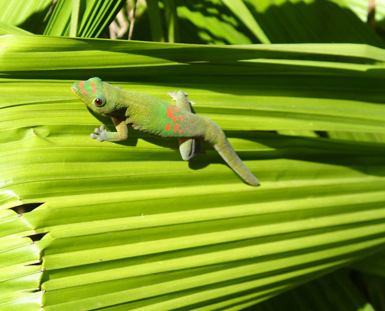 Les Éclaireurs du Voyage - Destination - La Réunion - Itinéraire 1 - Image itinéraire - Gecko vert de Bourbon by alicia personned from Pixabay
