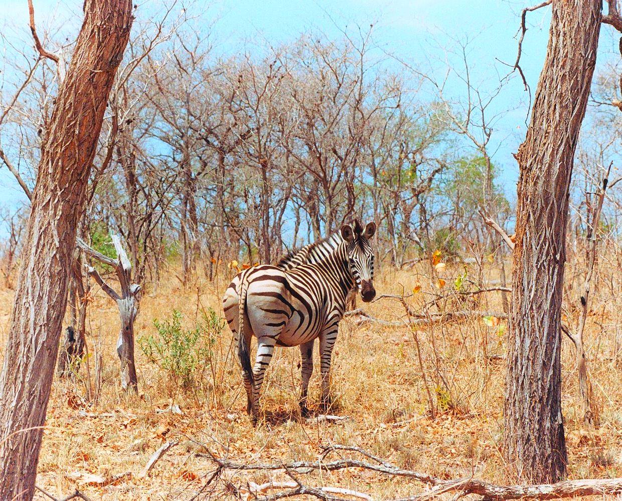 Les Éclaireurs du Voyage - Journal - Blog - Article 32 - Afrique du Sud - Conduire en Afrique du Sud animaux by Stéphanie Taupin