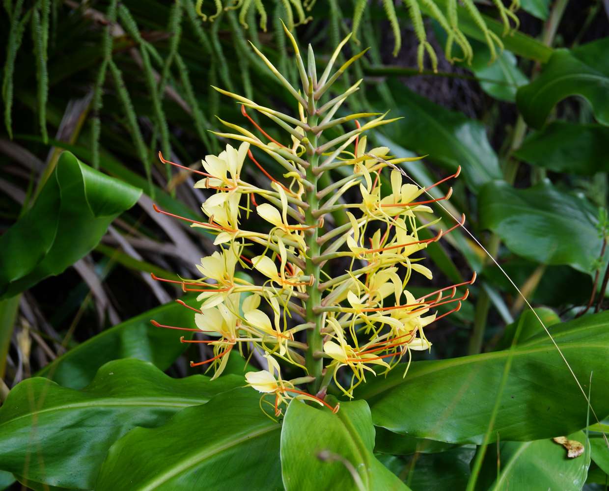Les Éclaireurs du Voyage - Destination - La Réunion - Itinéraire 1 - Image itinéraire - flore by brigitte328 from Pixabay