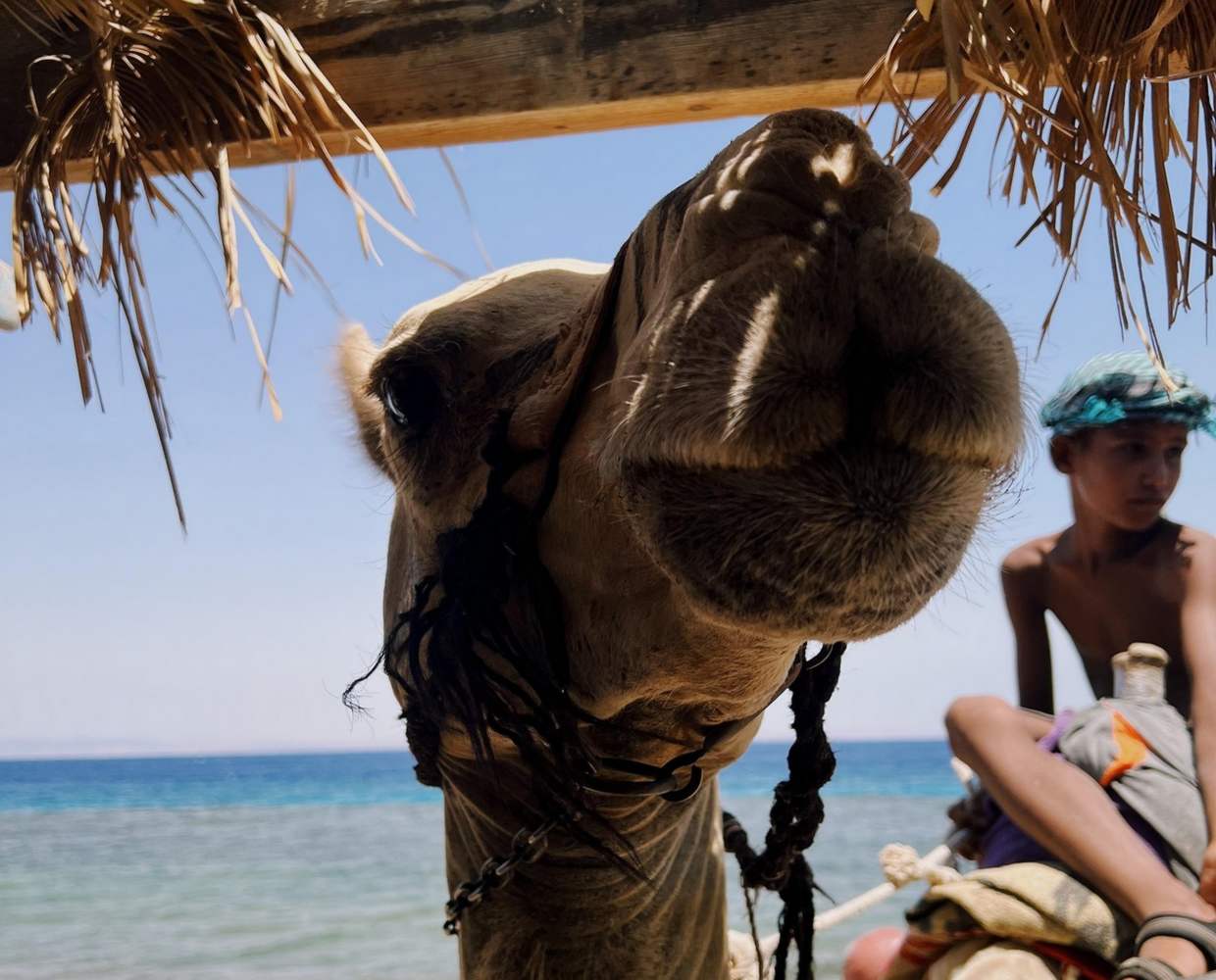 Les Éclaireurs du Voyage - Journal - Blog - Article 34 - Egypte - quelle plage en famille Dahab lagon Image by Mariam Atteyaa on pixabay